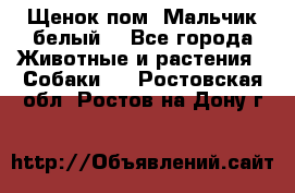 Щенок пом. Мальчик белый  - Все города Животные и растения » Собаки   . Ростовская обл.,Ростов-на-Дону г.